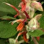 Salvia lasiantha Květ