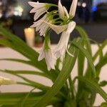 Allium triquetrum ফুল