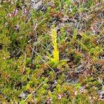 Platanthera hyperborea Floare