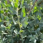 Atriplex halimus Folha