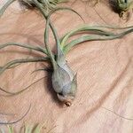 Tillandsia pseudobaileyi Leaf