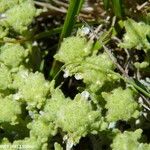 Teucrium rouyanum Pokrój