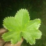 Alchemilla filicaulis ഇല