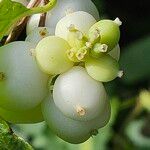 Symphoricarpos albus Frucht