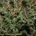 Artemisia barrelieri Other