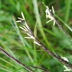 Nardus stricta Flower