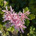 Chrysanthemum × morifolium Květ