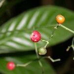 Psychotria marginata Plod