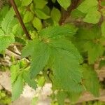 Scrophularia trifoliata Likasa