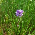 Dipterostemon capitatus Flower