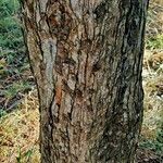 Ostrya japonica Bark
