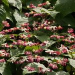 Clerodendrum trichotomum Blad