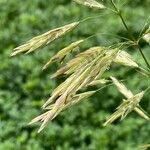 Bromus inermis Lorea