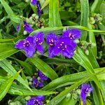 Tradescantia virginianaFlor