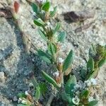 Polygonum arenastrum Levél