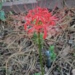 Lycoris radiata Blomst