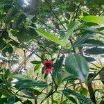 Psychotria elata Цвят