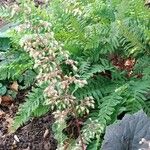 Heuchera micrantha फूल