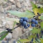 Phillyrea angustifolia Fruit