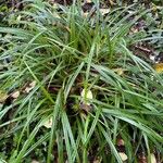 Carex pendulaLeaf