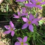 Sabatia angularis Květ