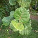 Coccoloba uvifera Yaprak