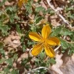 Mentzelia parvifolia Λουλούδι
