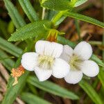 Gratiola officinalis Blüte