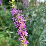 Lythrum virgatumFlower