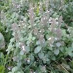 Clinopodium nepeta Habitus