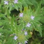 Verbena bracteata Blüte
