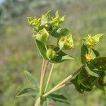 Euphorbia terracina Květ