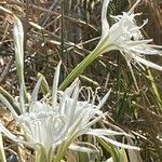 Pancratium maritimum Flower
