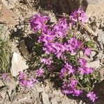 Erinus alpinus Blüte