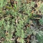 Artemisia frigida Blatt