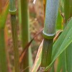 Avena sativa বাকল