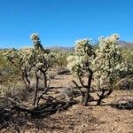 Cylindropuntia fulgida Характер