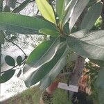 Calophyllum calaba Fuelha