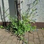 Anchusa officinalis Habit