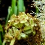 Sanguisorba dodecandra 果実