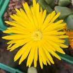 Cheiridopsis denticulata Flor