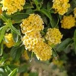 Lantana canescens Цвят