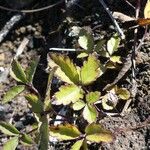 Clematis mauritiana Leaf