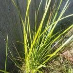 Carex elata Fuelha