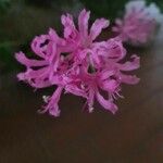 Nerine undulata Flower