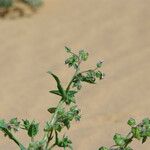 Trichodesma africanum Otro