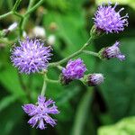 Cyanthillium cinereum Flor