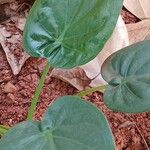 Alocasia cucullataFeuille