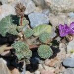 Phacelia calthifolia Habitatea