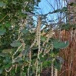 Garrya elliptica Çiçek